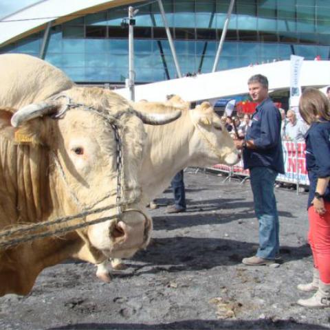 Herdbook Blonde d'Aquitaine